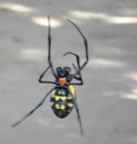 Réf. 191 724 : Nephilingis cruentata